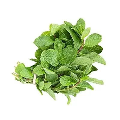 Fresh Mint (Podina) 98112