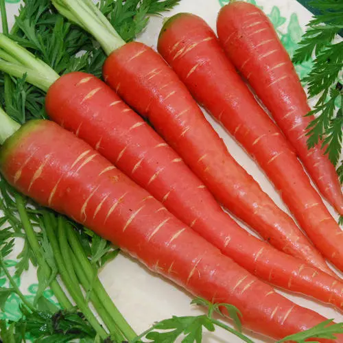 Carrot Pak 98114