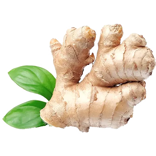 Ginger Fresh 98129