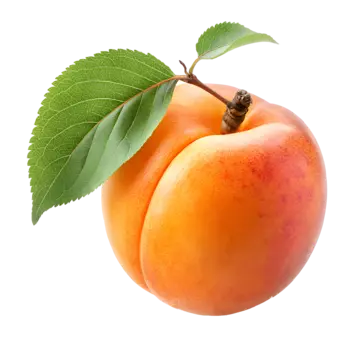 Apricot (khumani) box 98211
