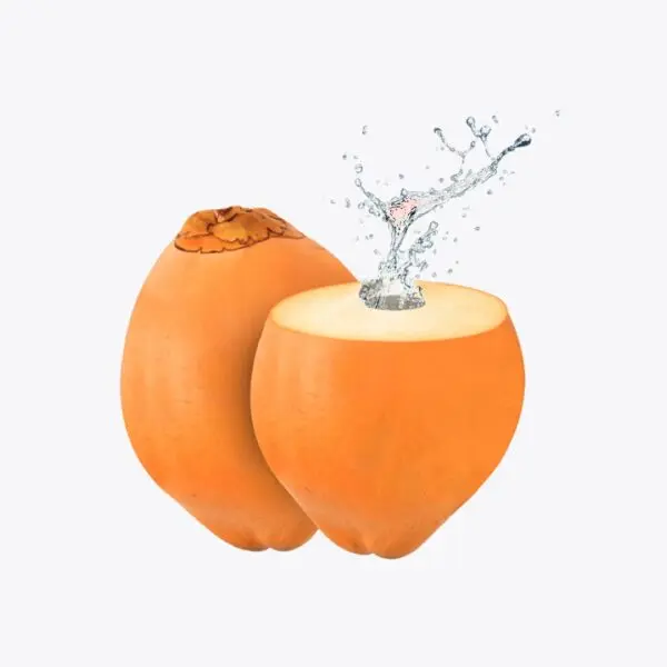 Fresh King Coconut  98208 