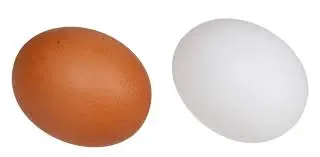 Eggs Bahraini 98214