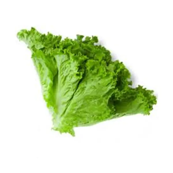 Fresh Lettuce 98217
