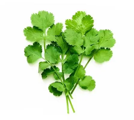 Fresh Salad Leaves