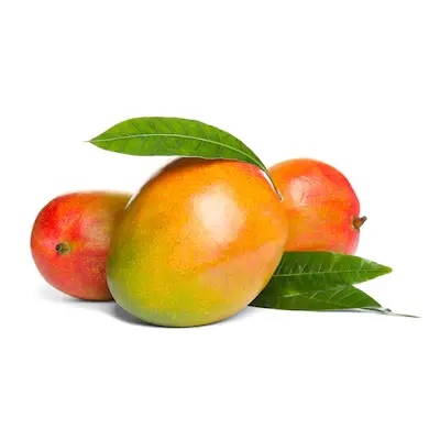 Mango Yemen 98261