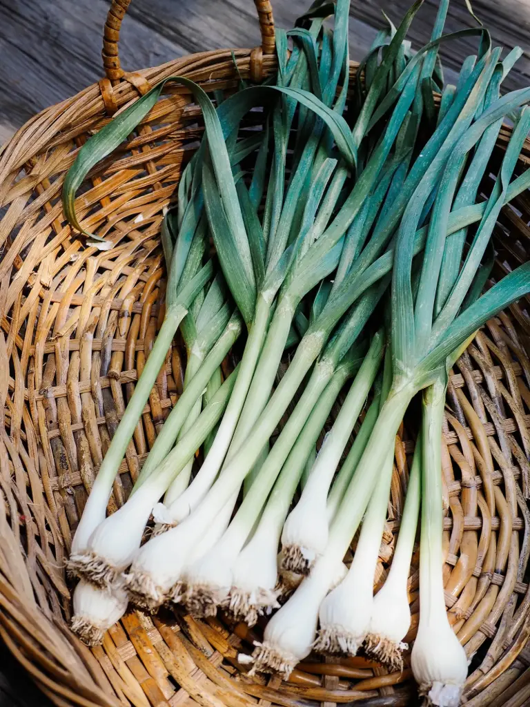 Green Garlic Pak 98226