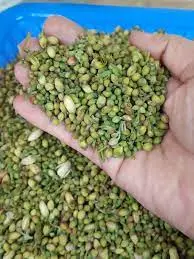 [98186] Sohanjana Pak 98186