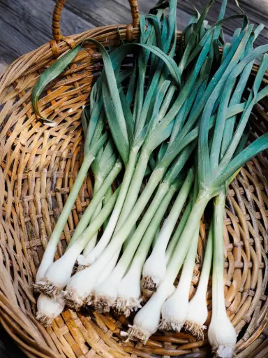 [98226] Green Garlic Pak 98226